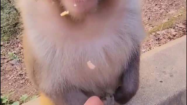 MONKEY