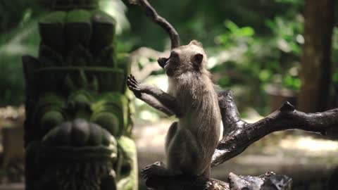 Monkey Funny TikTok video | It will make you laugh 😂