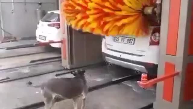 The Smart Dog