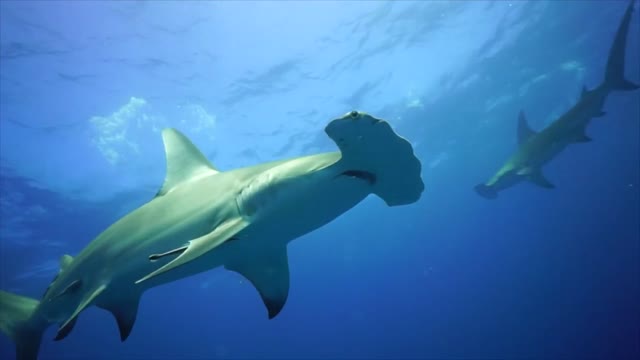 Hammerhead shark feeding is scary