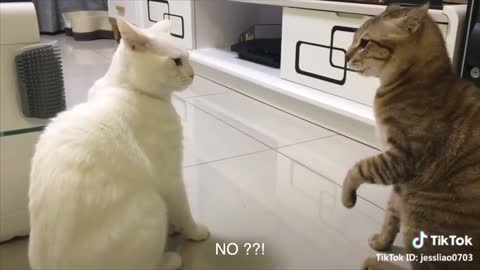 these cats can speak english better than hooman 🤣🤣