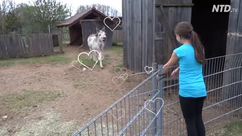 True love a girl and donkey