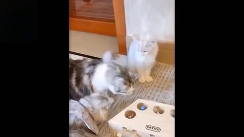 Funny aninals - try not to laugh to these pets