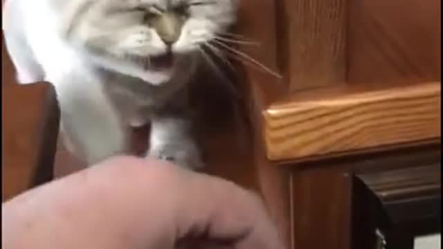 angry cat meowing _ angry cat sounds _ cat funny videos