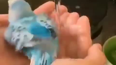 Fresh and Clean Shower 🚿🐦