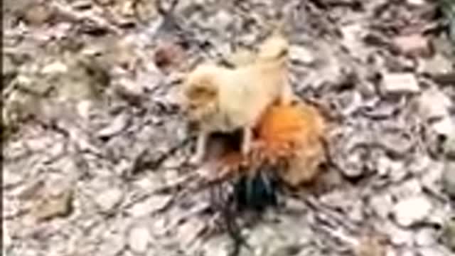 ChickenVS dog