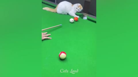 cat cute video