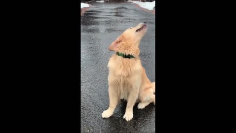 Golden Retriever Surprised by Snow