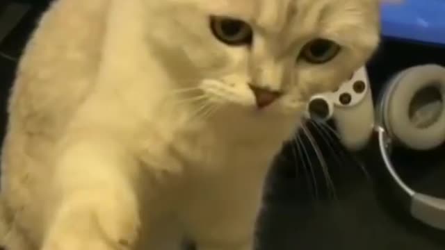 Funny and Cute Cat Videos - Try Not to Laugh Challenge