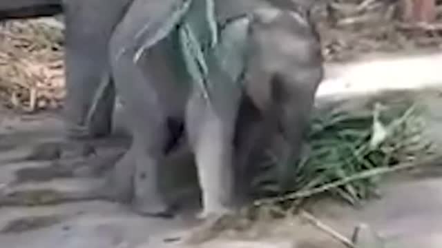 🐘 Elephant eating grass with their children