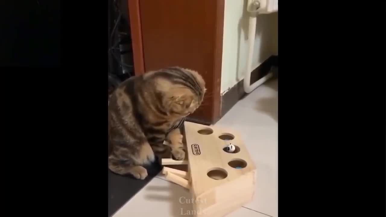 Funny Cat ''Push ''