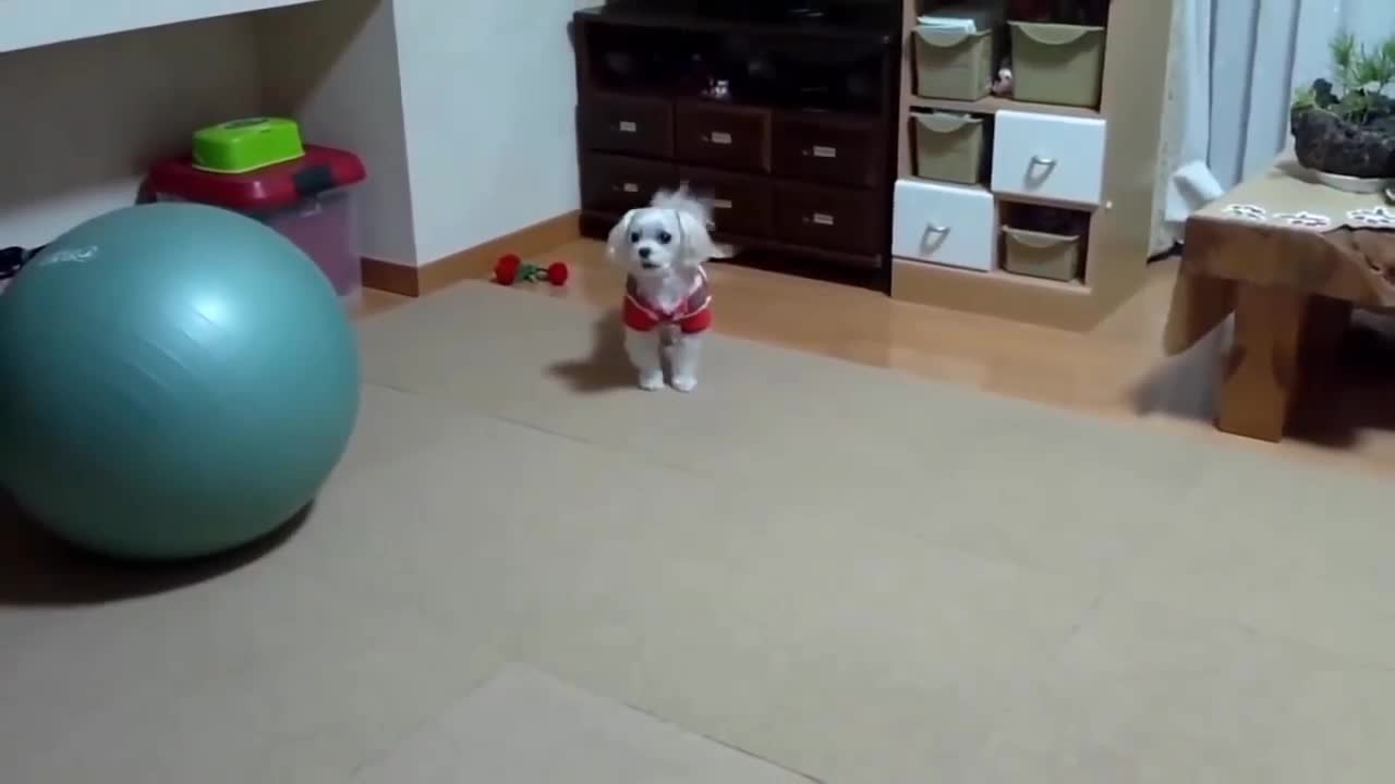 Dog barking sound - Funny dogs