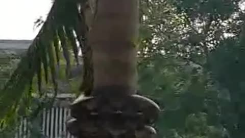 साप अजगर