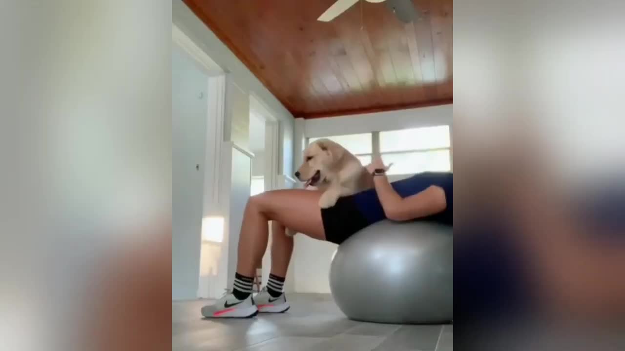Best Golden Retriever Puppy Videos of 2020! (PART 2/3)