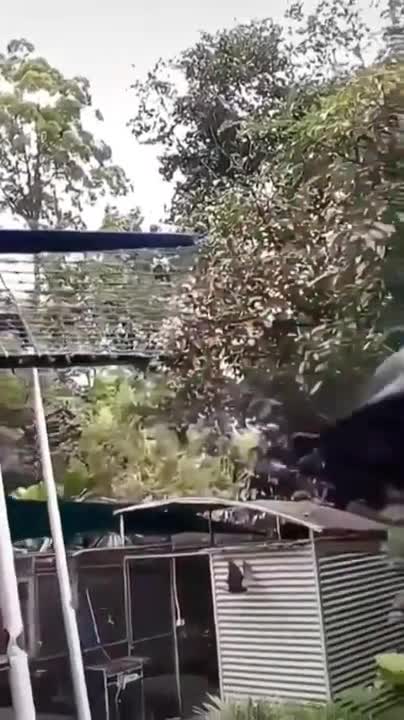 Giant Big bats are cool!