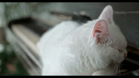 A white cat is sitting alone, staring blankly ...