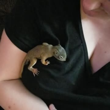 Our little rescue squirrel