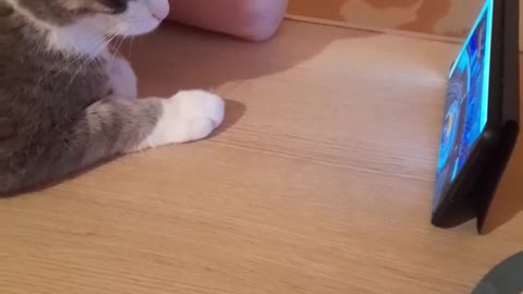 cat and news