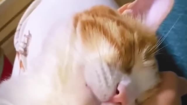 SO Funny 😂😂 Super Dog And Cat Reaction video ⏩1