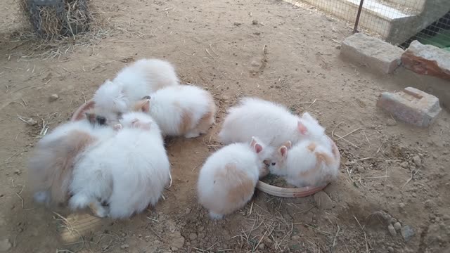 Rabbit bunnys are eating food