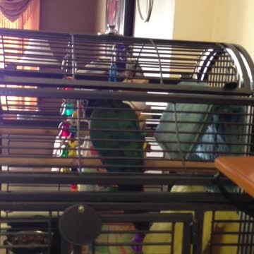 Rosie - Bird Sings & Hits The High Notes!