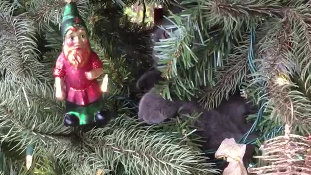 Cat fights the Christmas decorations