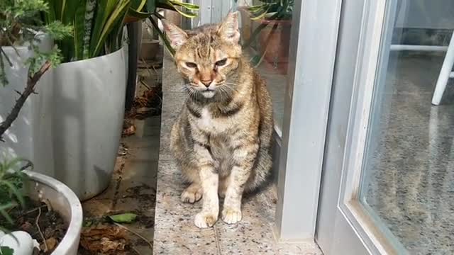 He never rubbed, but he listened to his owner