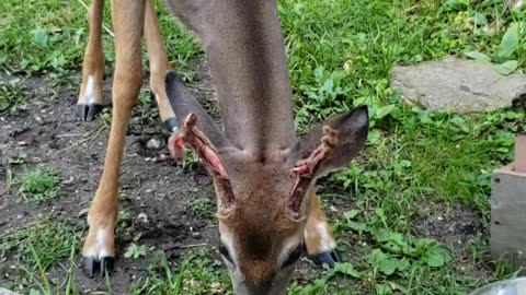 Buck Velvet Shedding