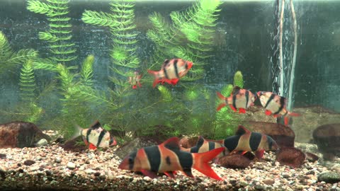 Fish in Zoo, National Zoo of Latvia