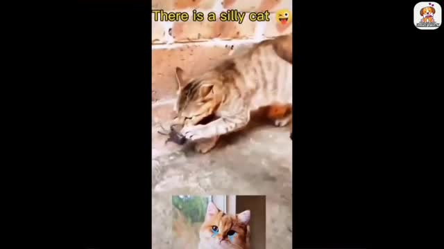 funny animal videos 2022 😂 - best dogs and cats videos 😺😍 #8 - animal network animal network