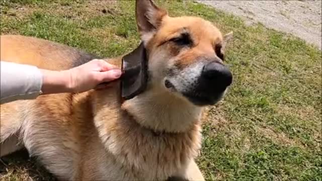 Cute dog, fresh from a bath, grooming him