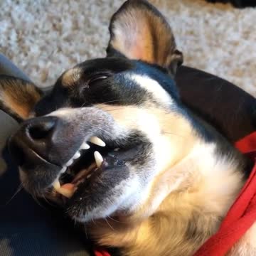 2020 Broke the Dog, Zzzzzz’