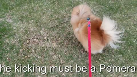 Pomeranians on a Walk