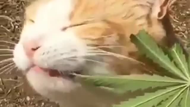 Chats Et Chatons Drôles Miauler. Compilation [HD]