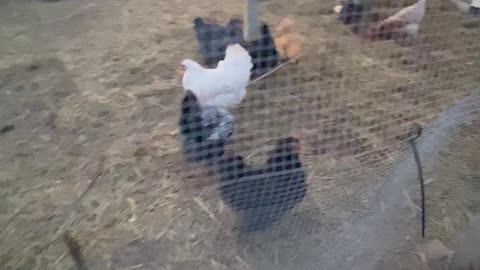 Chicken Escape!