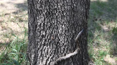 Texas Ratsnake climbing a tree