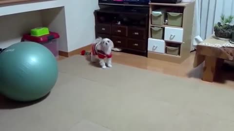 Funny dog