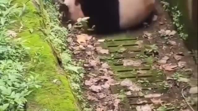 Rolling panda having fun