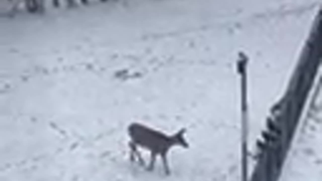 Couple of white tails visited my cousin on New Year