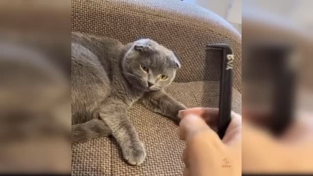 cat funny video 2022 at hame