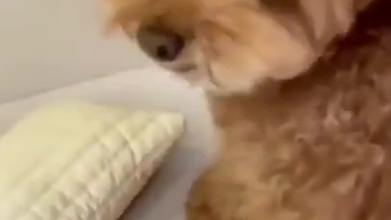 The Best Funny Cute and Doge Compilation #31