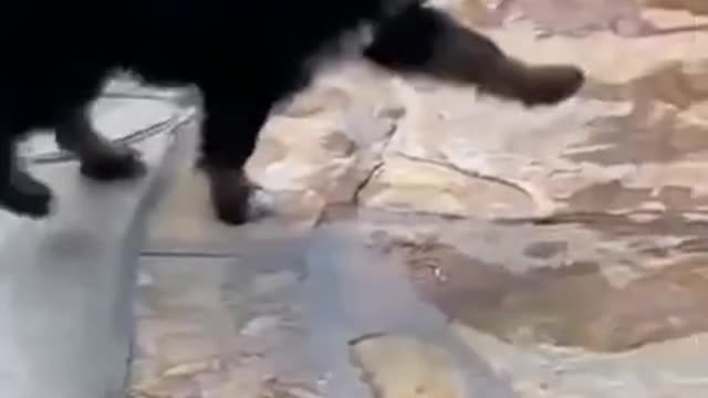 Wee Meme TikTok Compilation Animals Version | wee 2.0