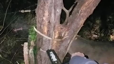 Rescuing a Deer With a Chainsaw