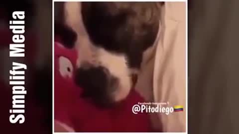 INCREIBLES DOBLAJES DE ANIMALES