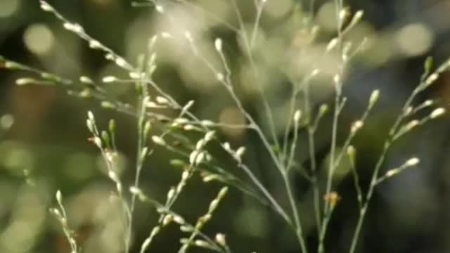 Branches swaying in the wind