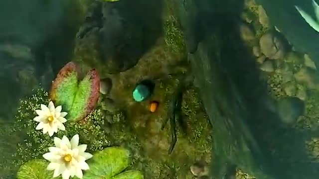 Beautiful fish swimming in the aquarium
