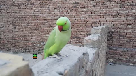 Talking Parrot Speaking On Wall In Urdu Hindi - Cute Ringneck Green Parrot Having Fun On Wallp6