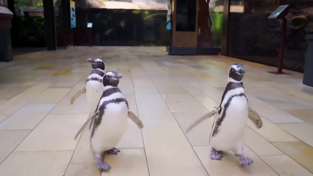 Happy New Year from Shedd Aquarium!