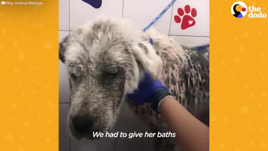 Dog rescued by women and her team