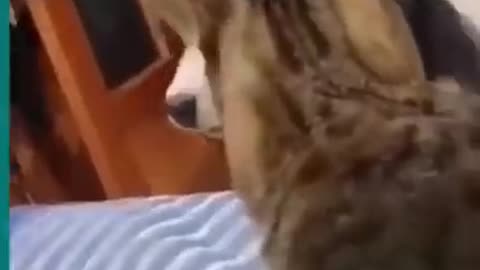 💞😆Cats and dogs fighting very funny😂-- Try not to laugh --#shorts.mp4